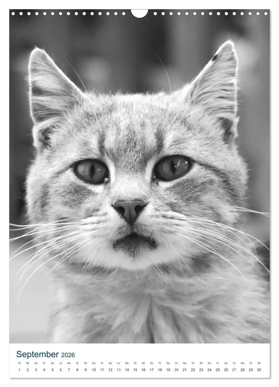 Bild: 9783516391817 | Wilde Katzen - Korsikas Samtpfoten (Wandkalender 2026 DIN A3 hoch),...