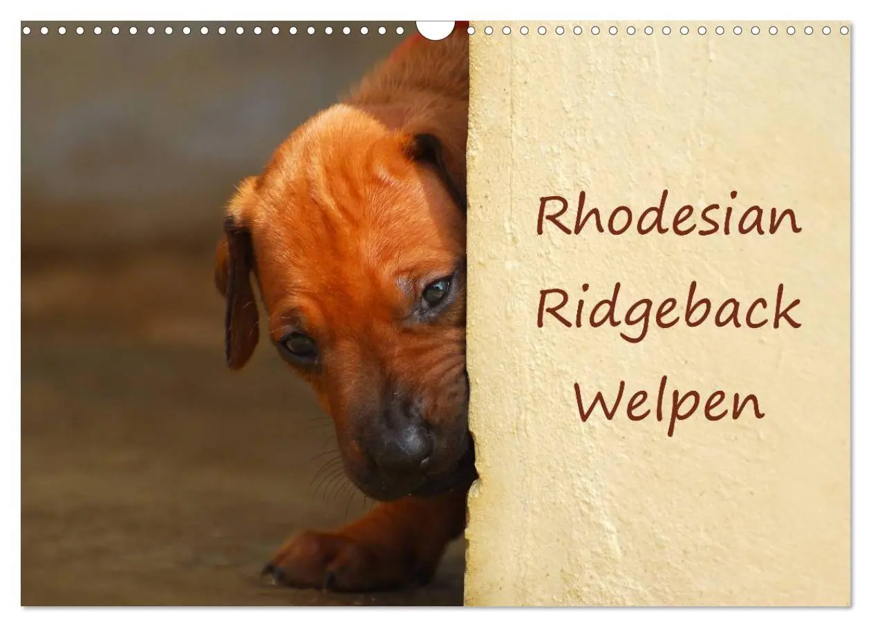 Cover: 9783516071917 | Rhodesian Ridgeback Welpen (Wandkalender 2026 DIN A3 quer),...