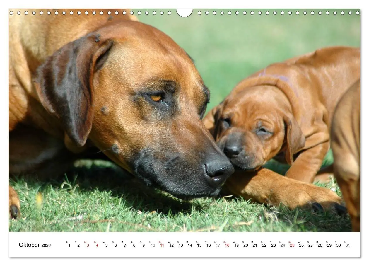 Bild: 9783516071917 | Rhodesian Ridgeback Welpen (Wandkalender 2026 DIN A3 quer),...