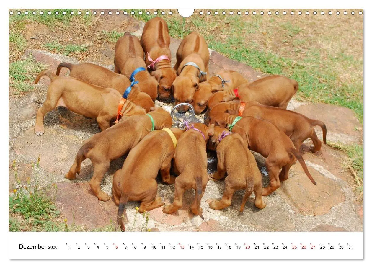 Bild: 9783516071917 | Rhodesian Ridgeback Welpen (Wandkalender 2026 DIN A3 quer),...