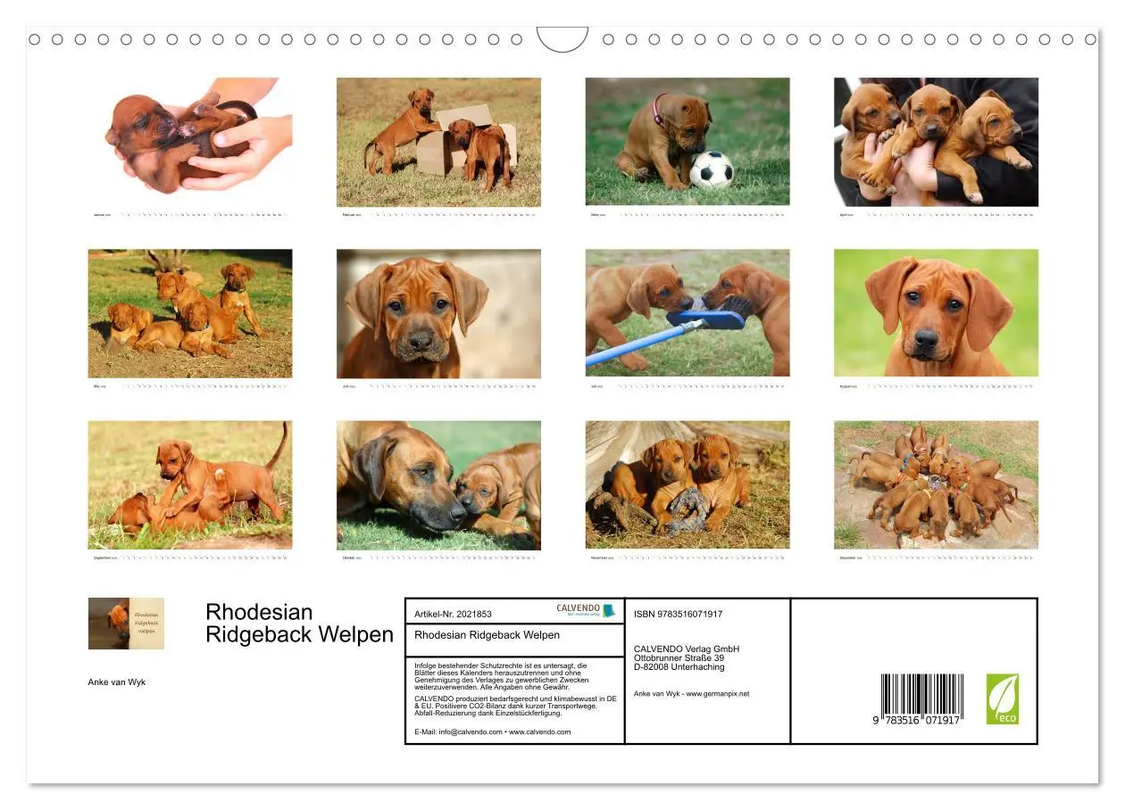 Bild: 9783516071917 | Rhodesian Ridgeback Welpen (Wandkalender 2026 DIN A3 quer),...