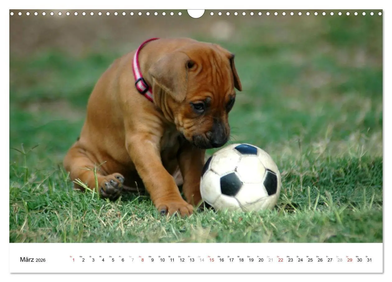 Bild: 9783516071917 | Rhodesian Ridgeback Welpen (Wandkalender 2026 DIN A3 quer),...