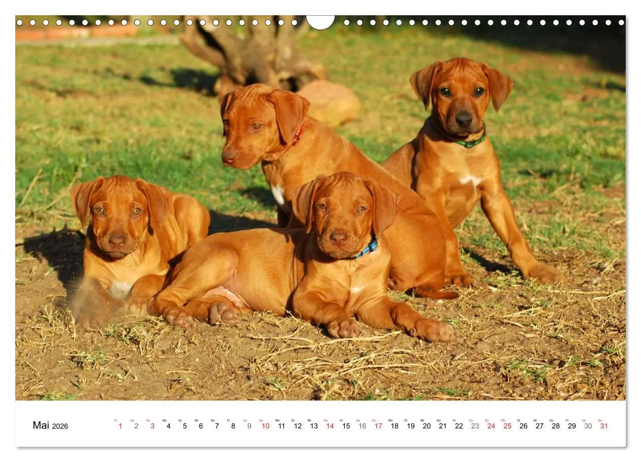Bild: 9783516071917 | Rhodesian Ridgeback Welpen (Wandkalender 2026 DIN A3 quer),...