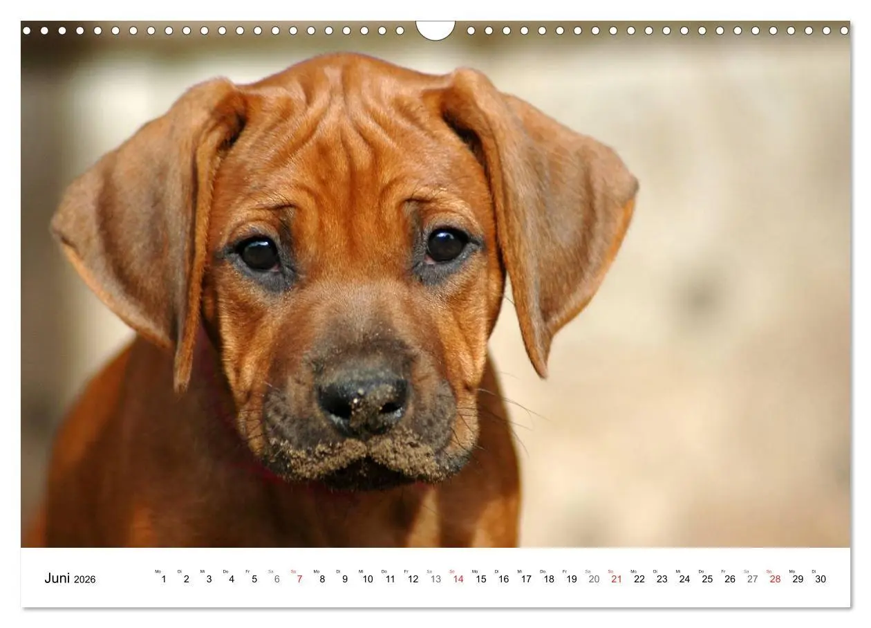 Bild: 9783516071917 | Rhodesian Ridgeback Welpen (Wandkalender 2026 DIN A3 quer),...