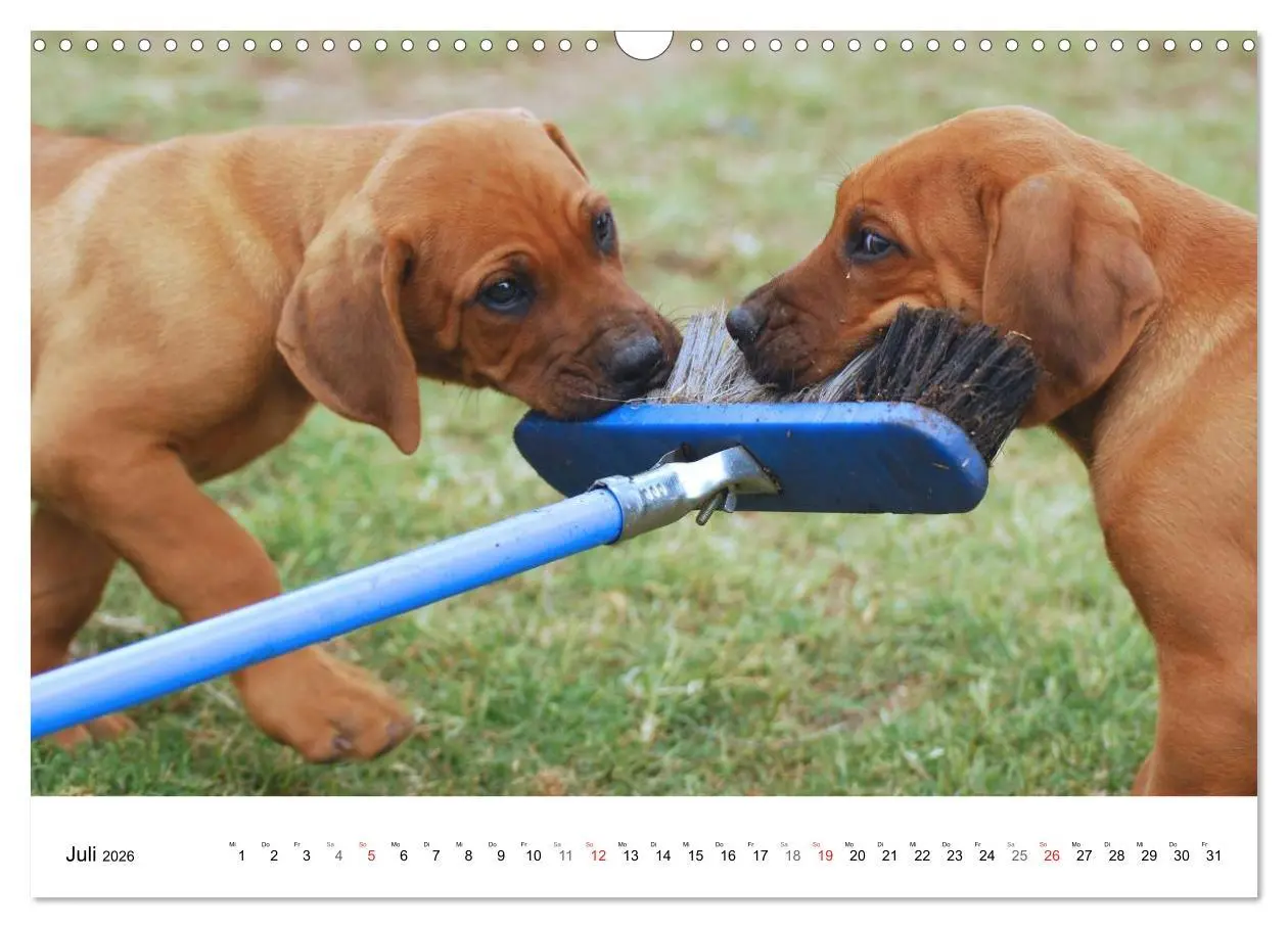 Bild: 9783516071917 | Rhodesian Ridgeback Welpen (Wandkalender 2026 DIN A3 quer),...