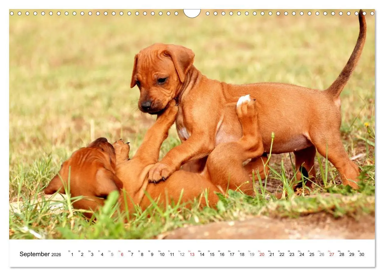 Bild: 9783516071917 | Rhodesian Ridgeback Welpen (Wandkalender 2026 DIN A3 quer),...