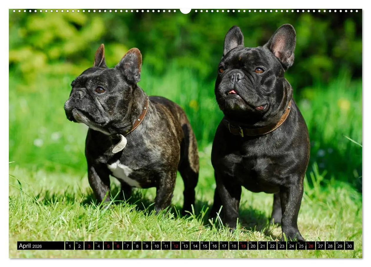 Bild: 9783516032017 | Französische Bulldogge - Clown auf 4 Pfoten (hochwertiger Premium...
