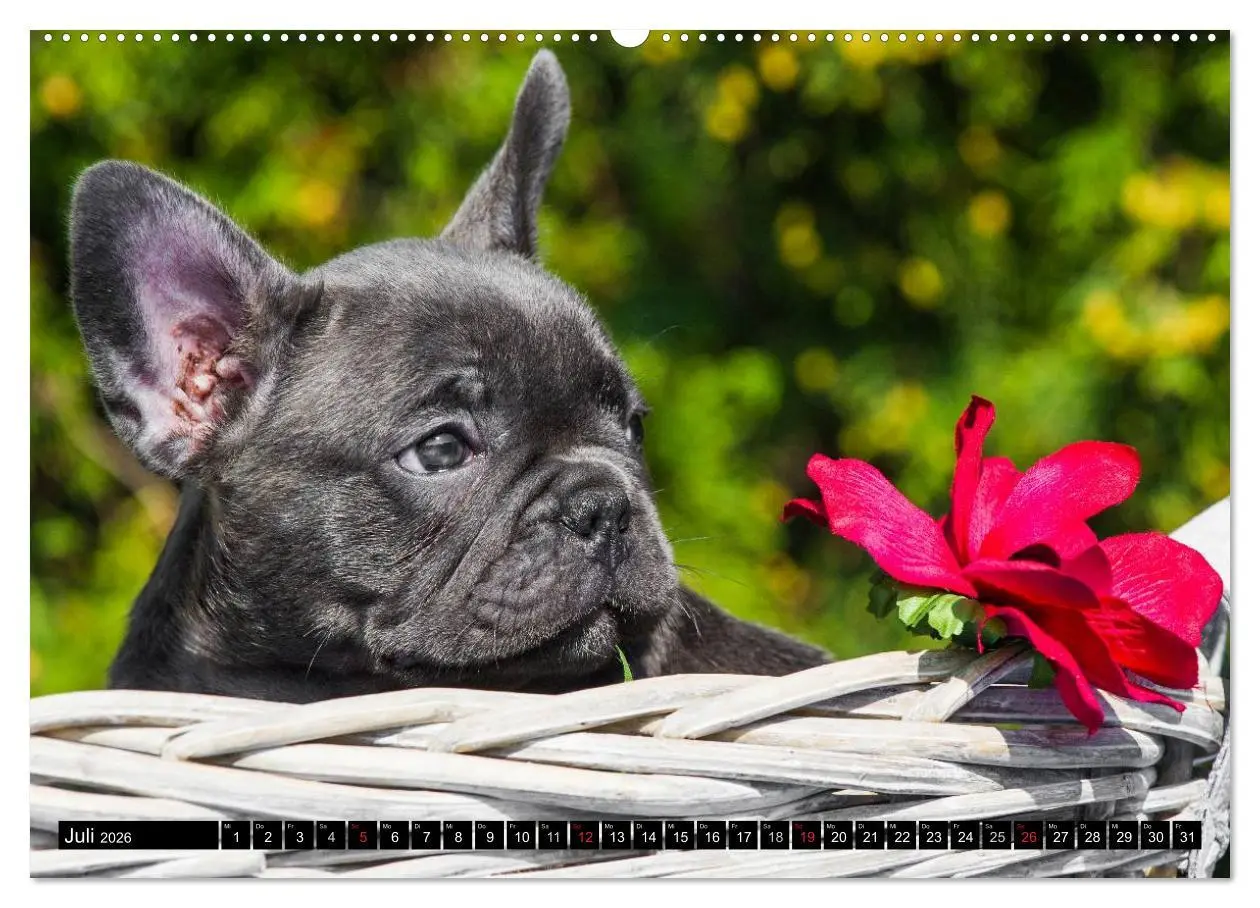 Bild: 9783516032017 | Französische Bulldogge - Clown auf 4 Pfoten (hochwertiger Premium...