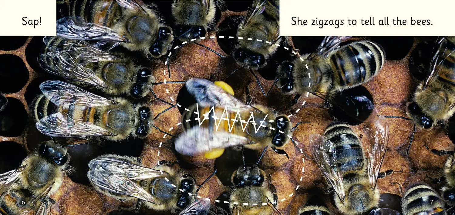 Bild: 9780008442217 | Bees! | Band 02b/Red B | Mio Debnam | Taschenbuch | Englisch | 2021