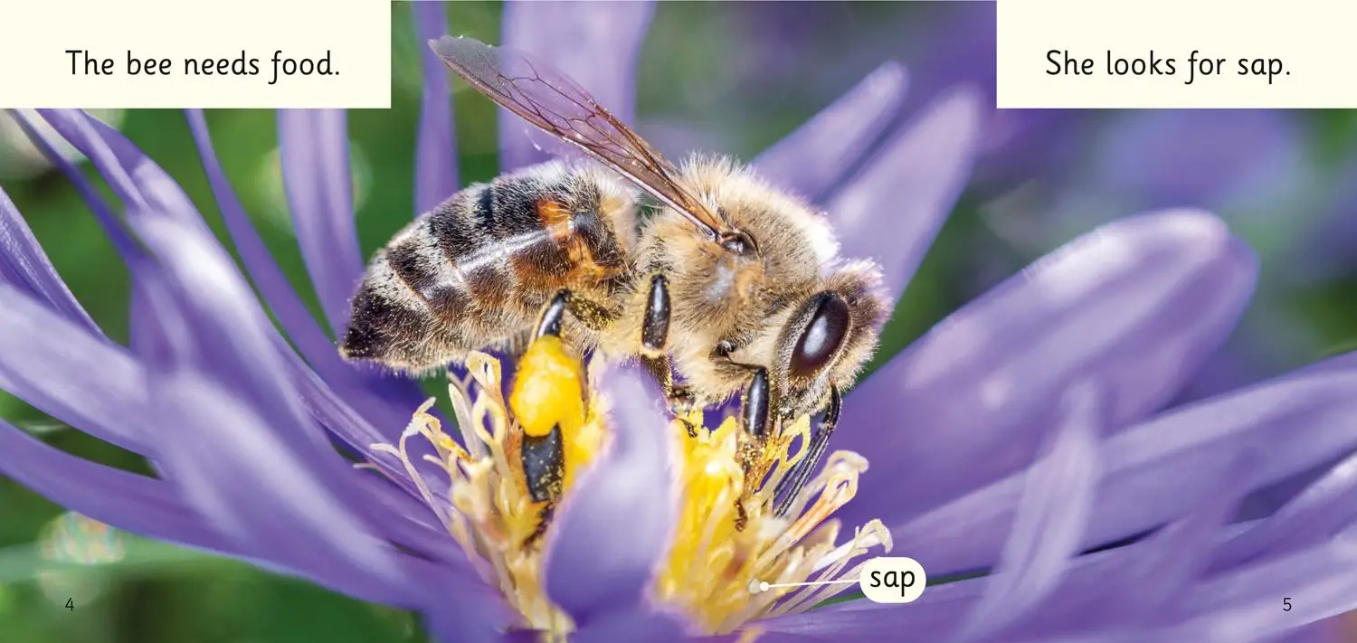 Bild: 9780008442217 | Bees! | Band 02b/Red B | Mio Debnam | Taschenbuch | Englisch | 2021