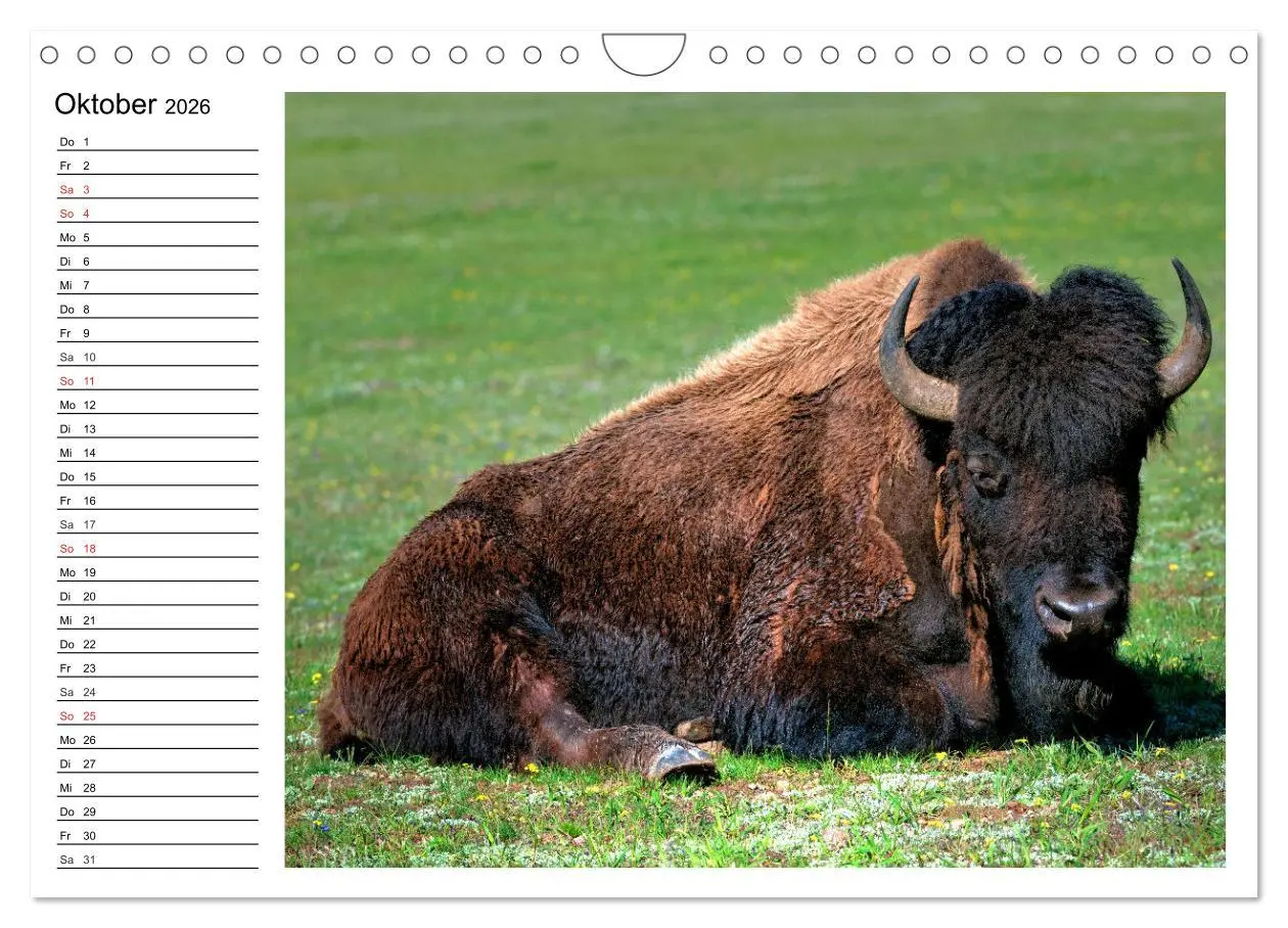 Bild: 9783516002317 | Der nordamerikanische Bison (Wandkalender 2026 DIN A4 quer),...