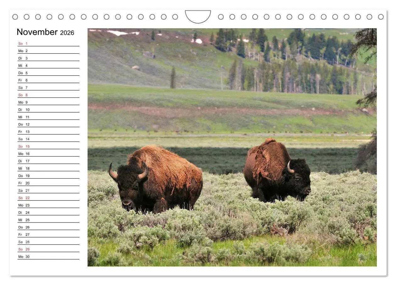 Bild: 9783516002317 | Der nordamerikanische Bison (Wandkalender 2026 DIN A4 quer),...