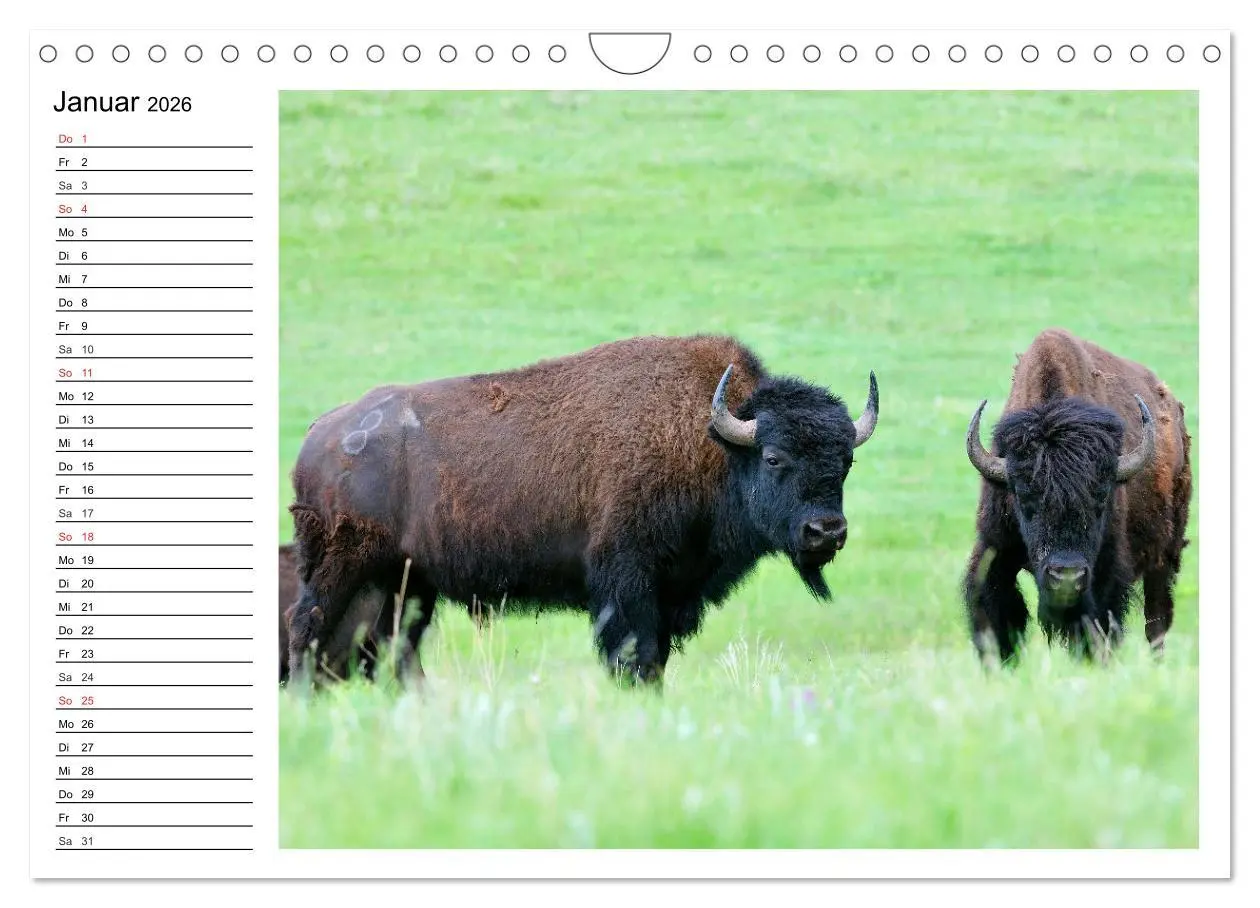 Bild: 9783516002317 | Der nordamerikanische Bison (Wandkalender 2026 DIN A4 quer),...