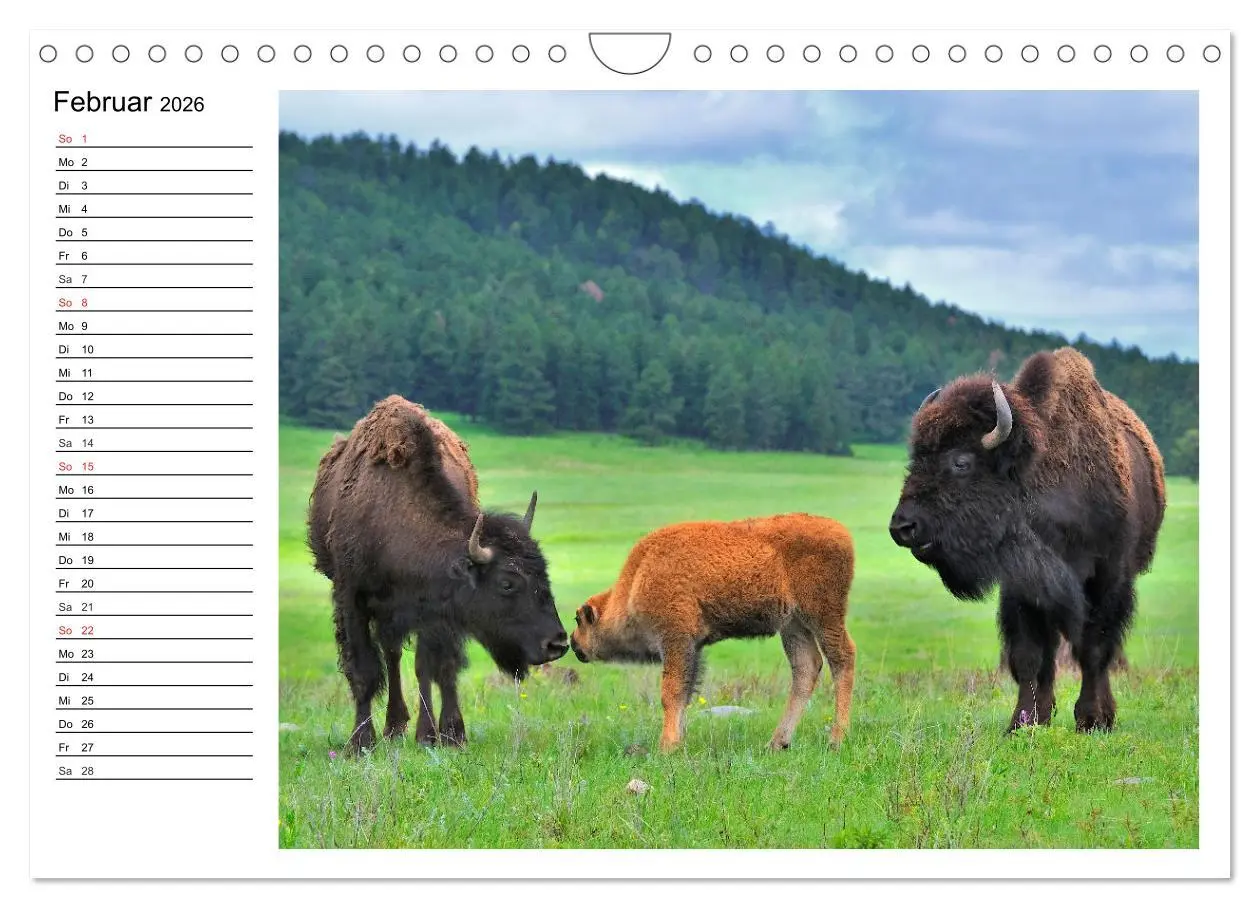 Bild: 9783516002317 | Der nordamerikanische Bison (Wandkalender 2026 DIN A4 quer),...