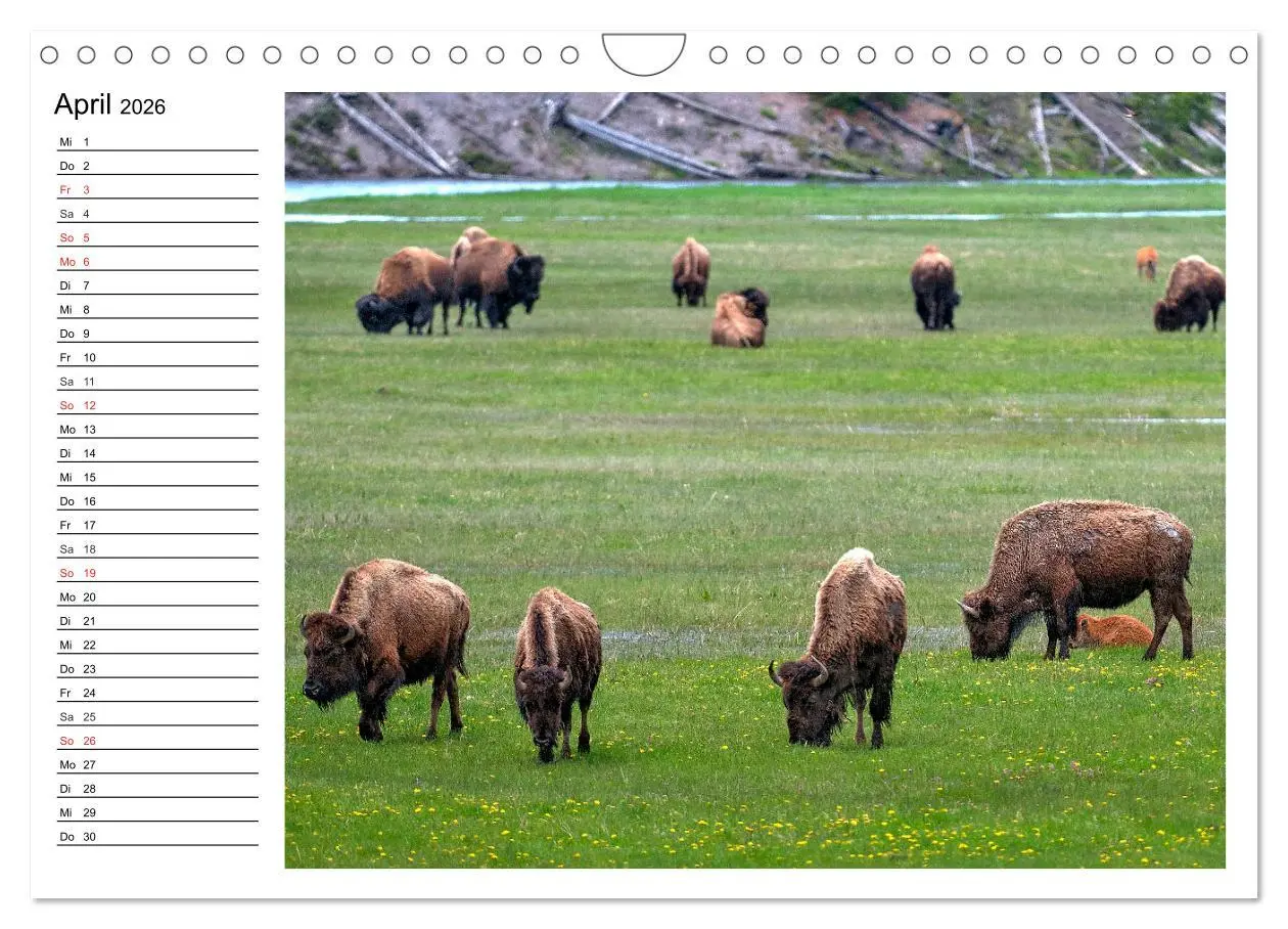 Bild: 9783516002317 | Der nordamerikanische Bison (Wandkalender 2026 DIN A4 quer),...