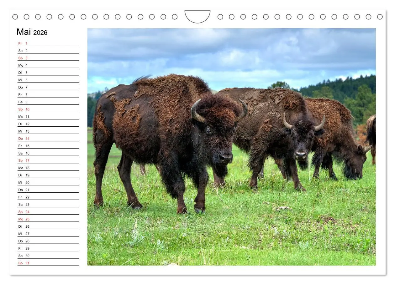 Bild: 9783516002317 | Der nordamerikanische Bison (Wandkalender 2026 DIN A4 quer),...