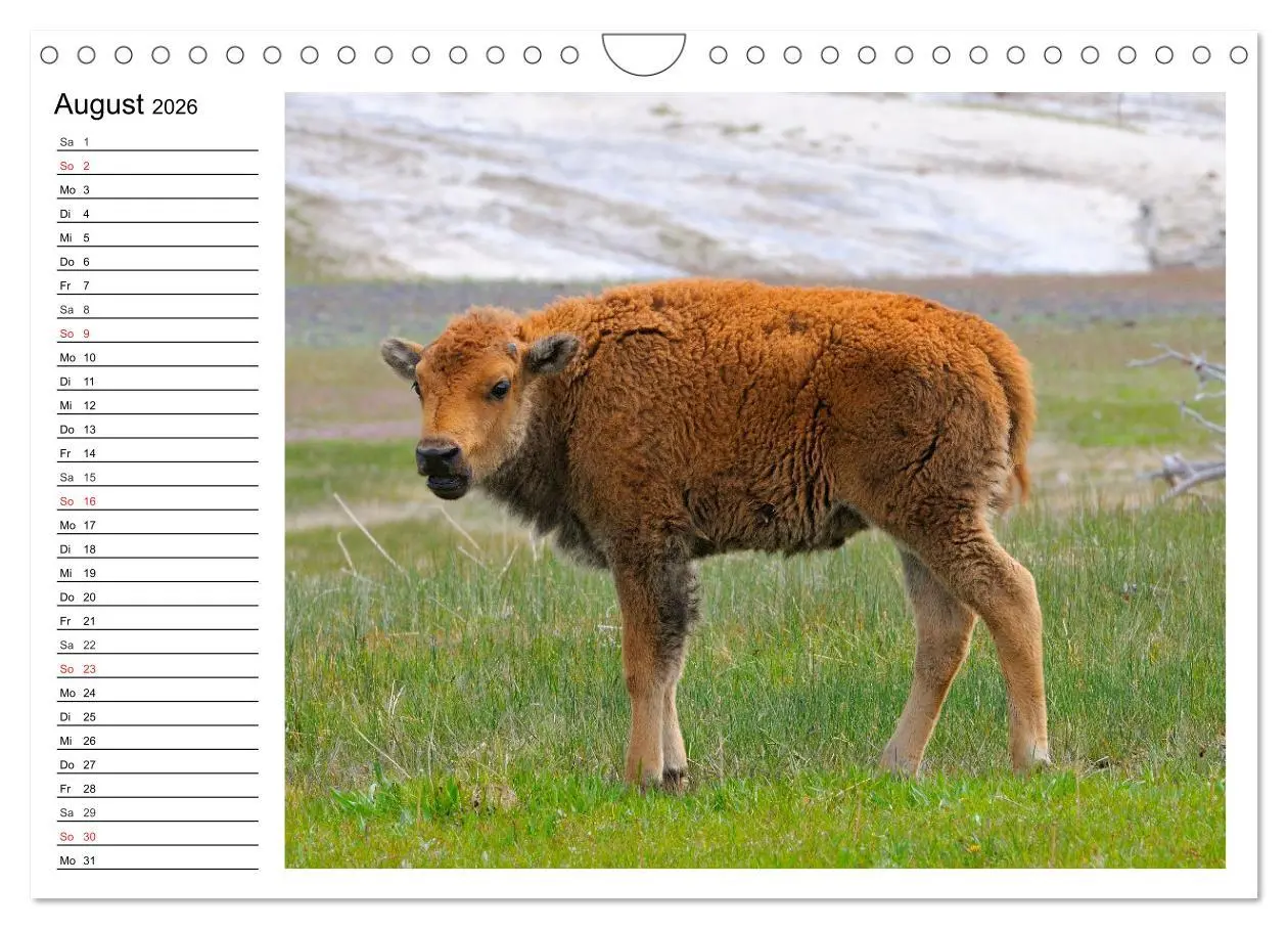 Bild: 9783516002317 | Der nordamerikanische Bison (Wandkalender 2026 DIN A4 quer),...