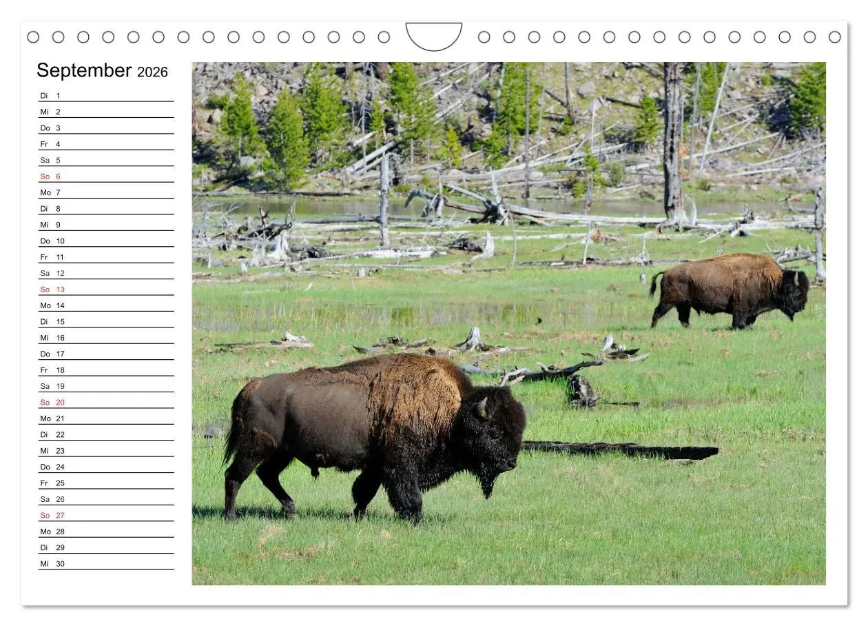 Bild: 9783516002317 | Der nordamerikanische Bison (Wandkalender 2026 DIN A4 quer),...