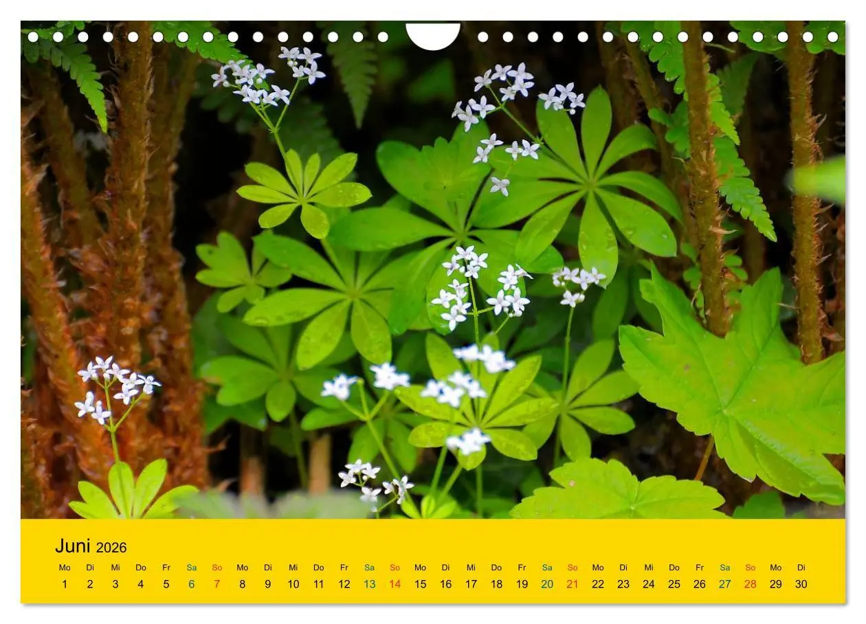 Bild: 9783516172317 | Heil- und Küchenkräuter (Wandkalender 2026 DIN A4 quer), CALVENDO...
