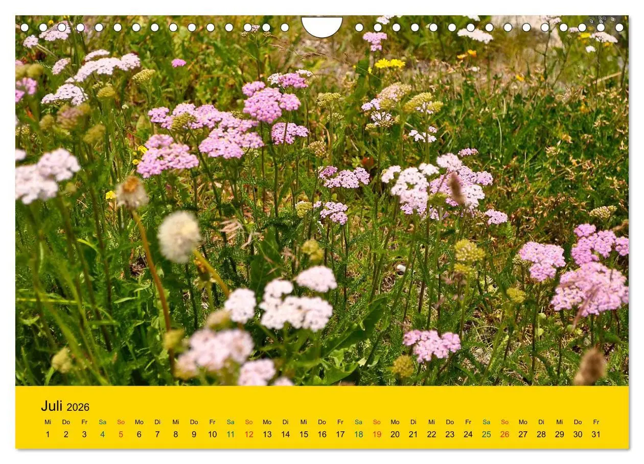 Bild: 9783516172317 | Heil- und Küchenkräuter (Wandkalender 2026 DIN A4 quer), CALVENDO...