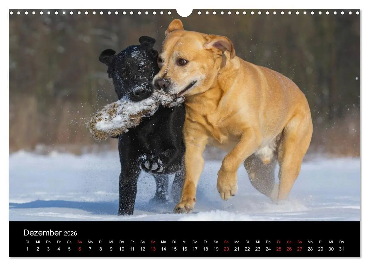 Bild: 9783516162417 | Labrador Retriever 2026 (Wandkalender 2026 DIN A3 quer), CALVENDO...