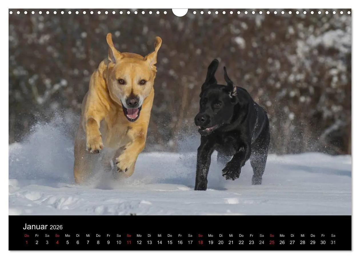 Bild: 9783516162417 | Labrador Retriever 2026 (Wandkalender 2026 DIN A3 quer), CALVENDO...
