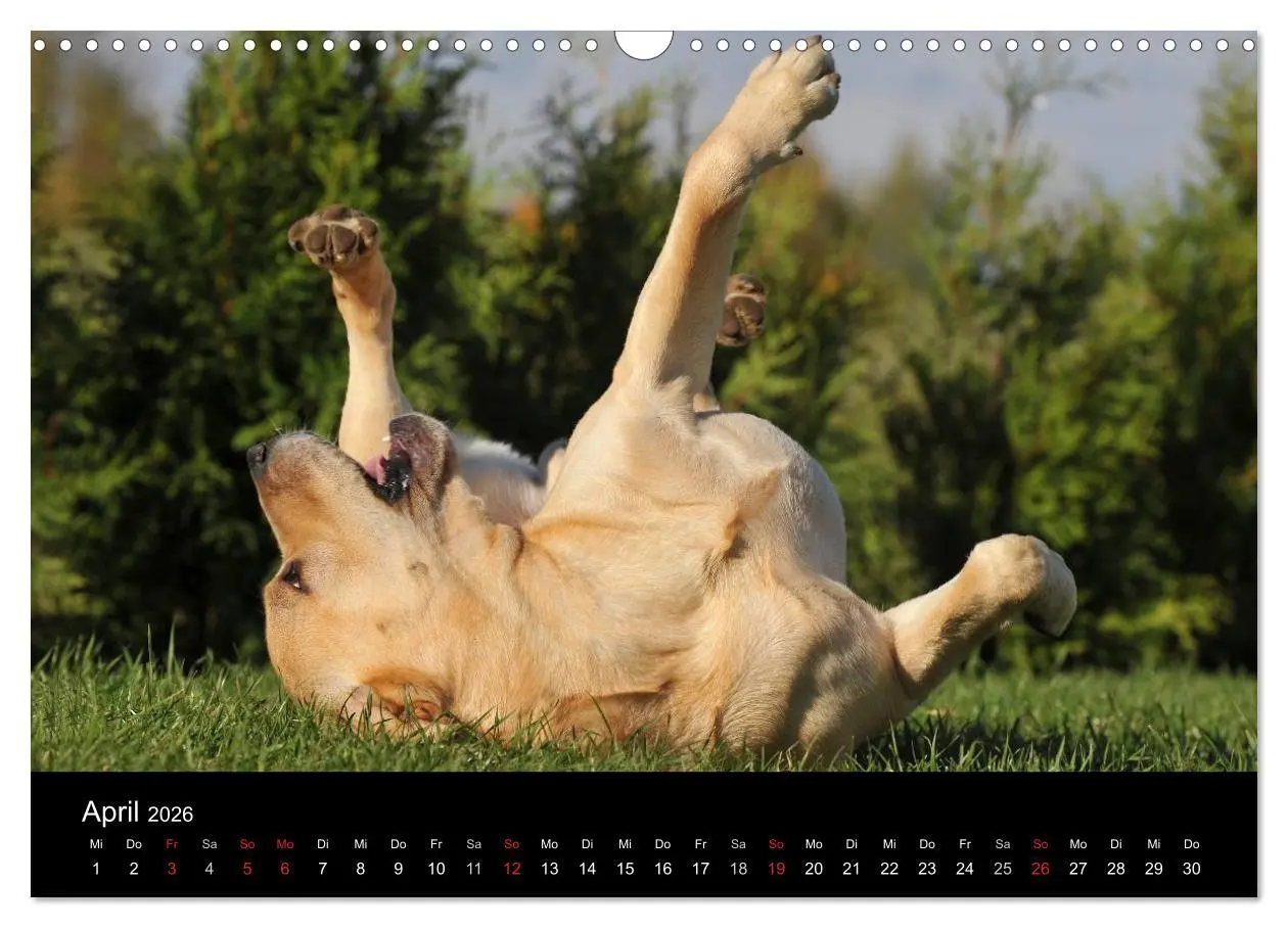 Bild: 9783516162417 | Labrador Retriever 2026 (Wandkalender 2026 DIN A3 quer), CALVENDO...