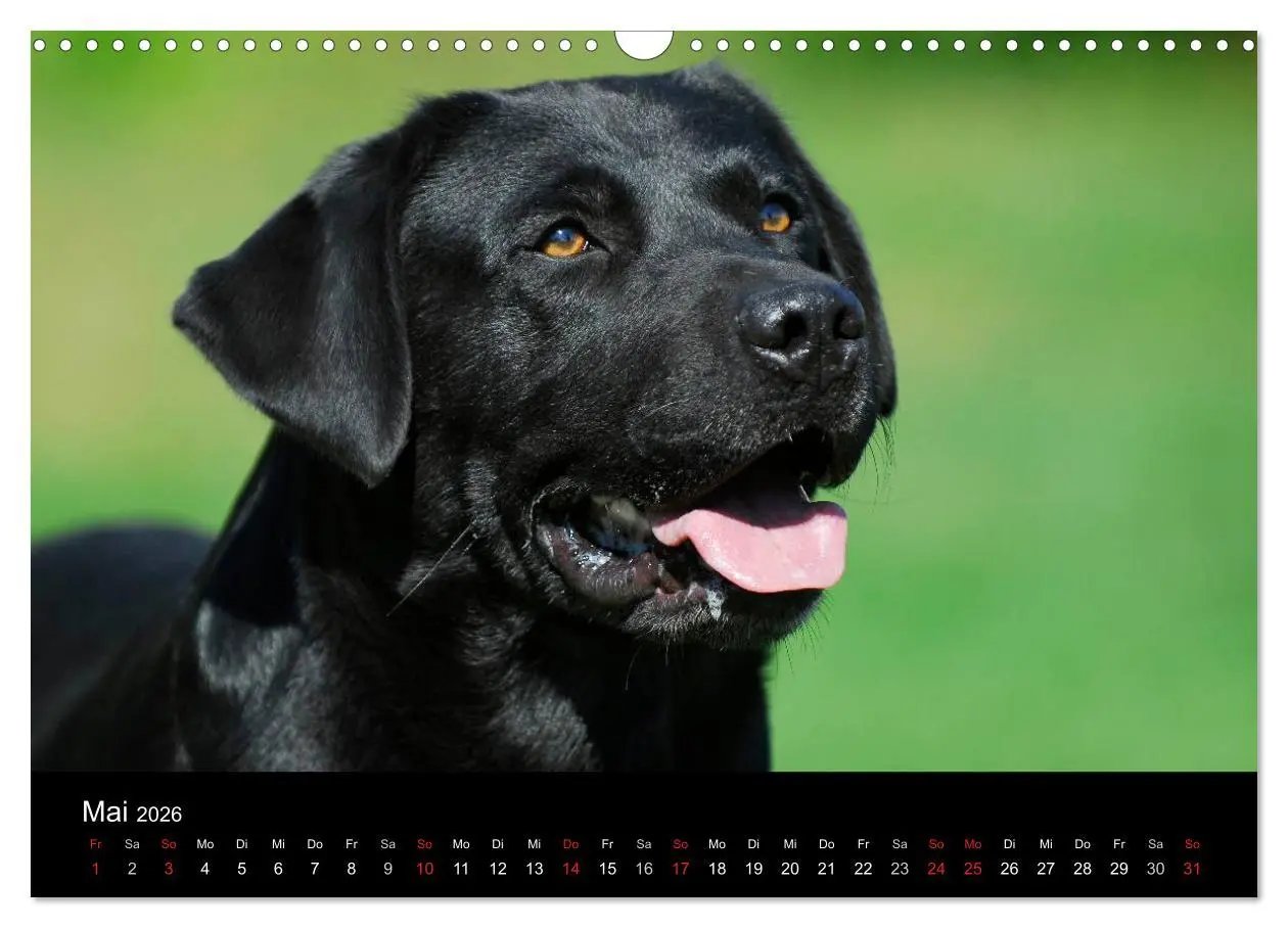 Bild: 9783516162417 | Labrador Retriever 2026 (Wandkalender 2026 DIN A3 quer), CALVENDO...