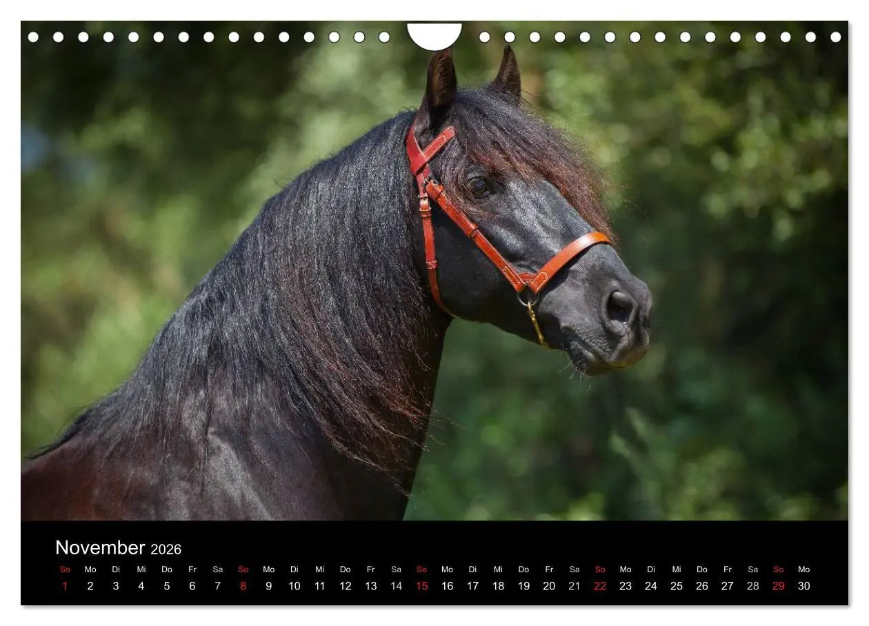 Bild: 9783516082517 | Spaniens stolze Pferde (Wandkalender 2026 DIN A4 quer), CALVENDO...