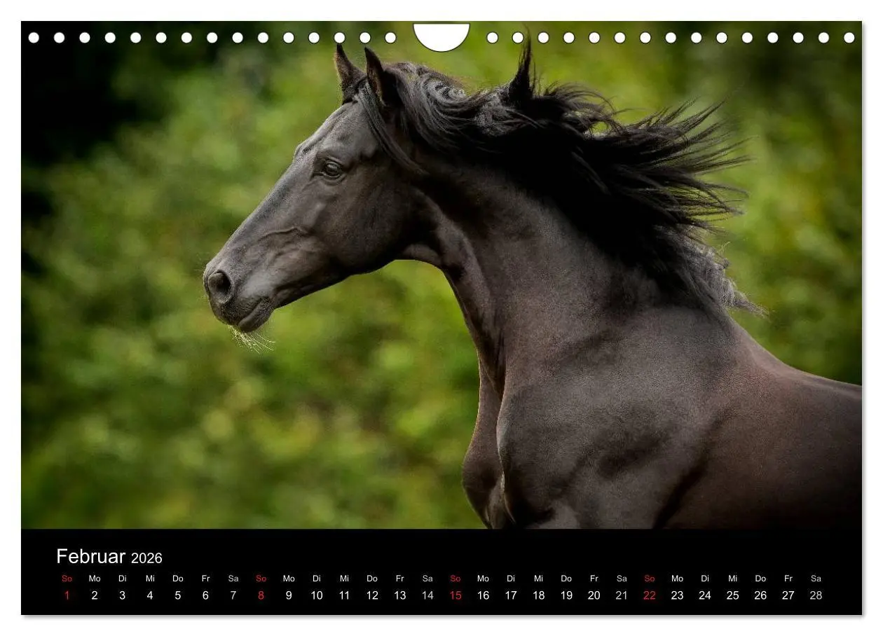 Bild: 9783516082517 | Spaniens stolze Pferde (Wandkalender 2026 DIN A4 quer), CALVENDO...