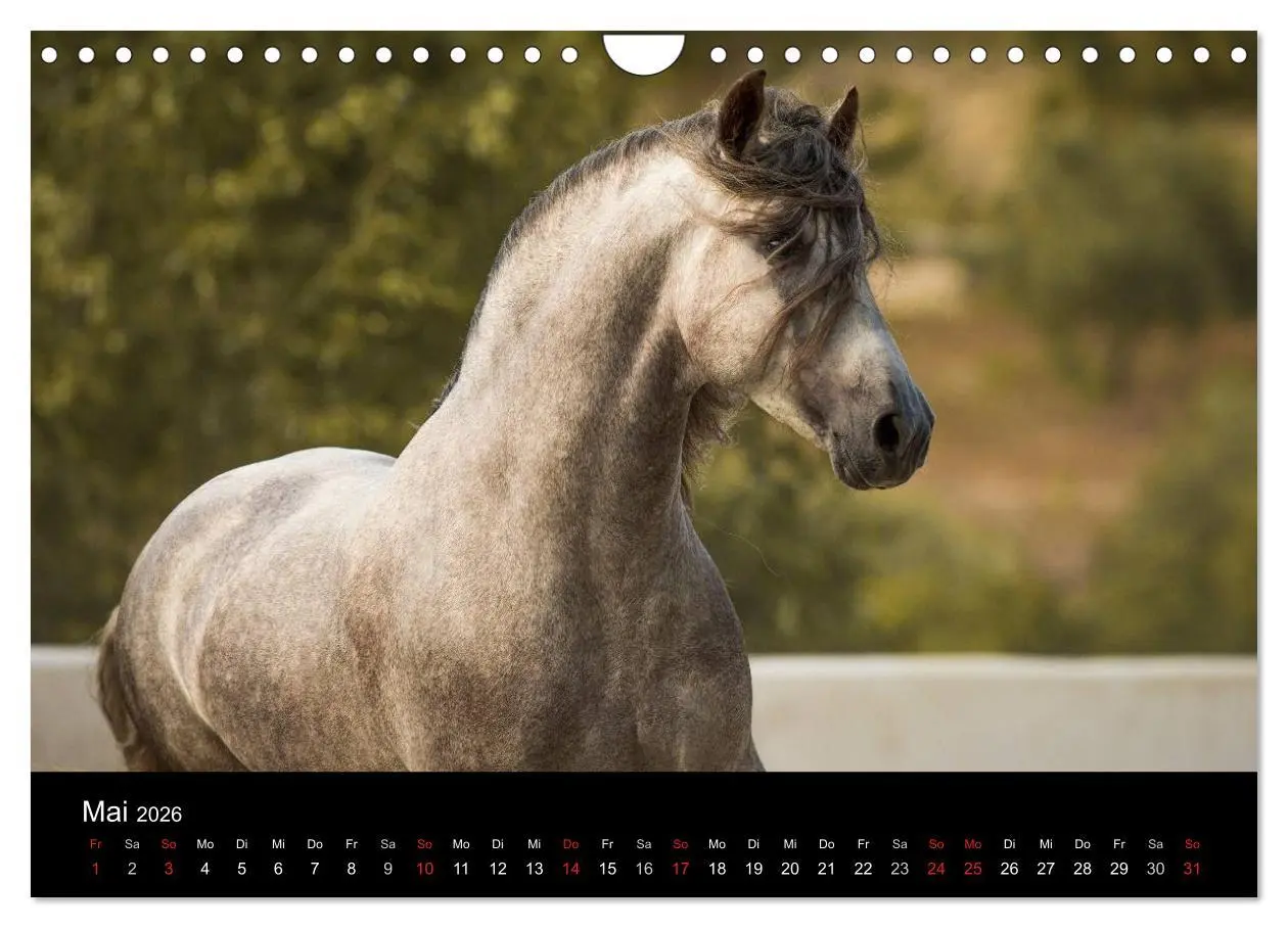 Bild: 9783516082517 | Spaniens stolze Pferde (Wandkalender 2026 DIN A4 quer), CALVENDO...