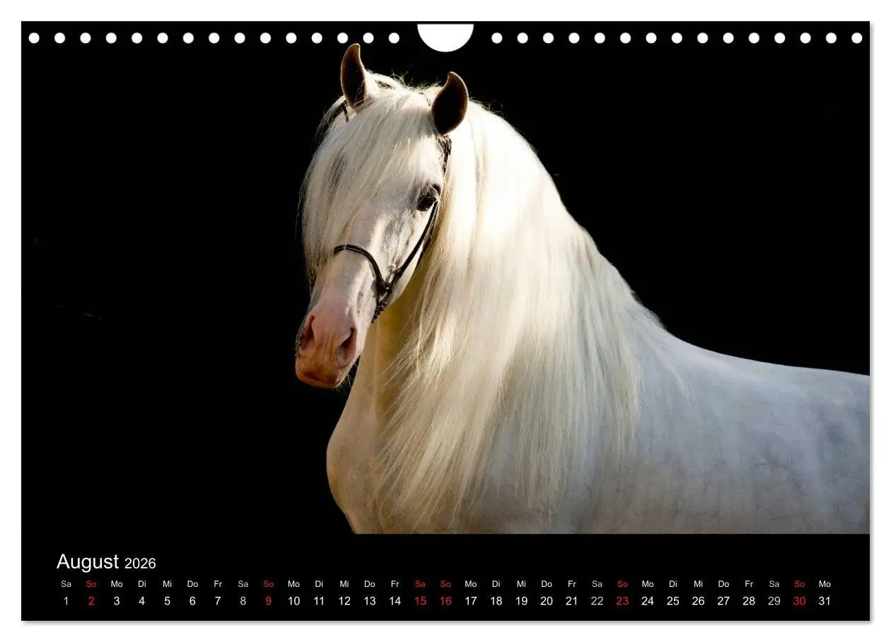 Bild: 9783516082517 | Spaniens stolze Pferde (Wandkalender 2026 DIN A4 quer), CALVENDO...