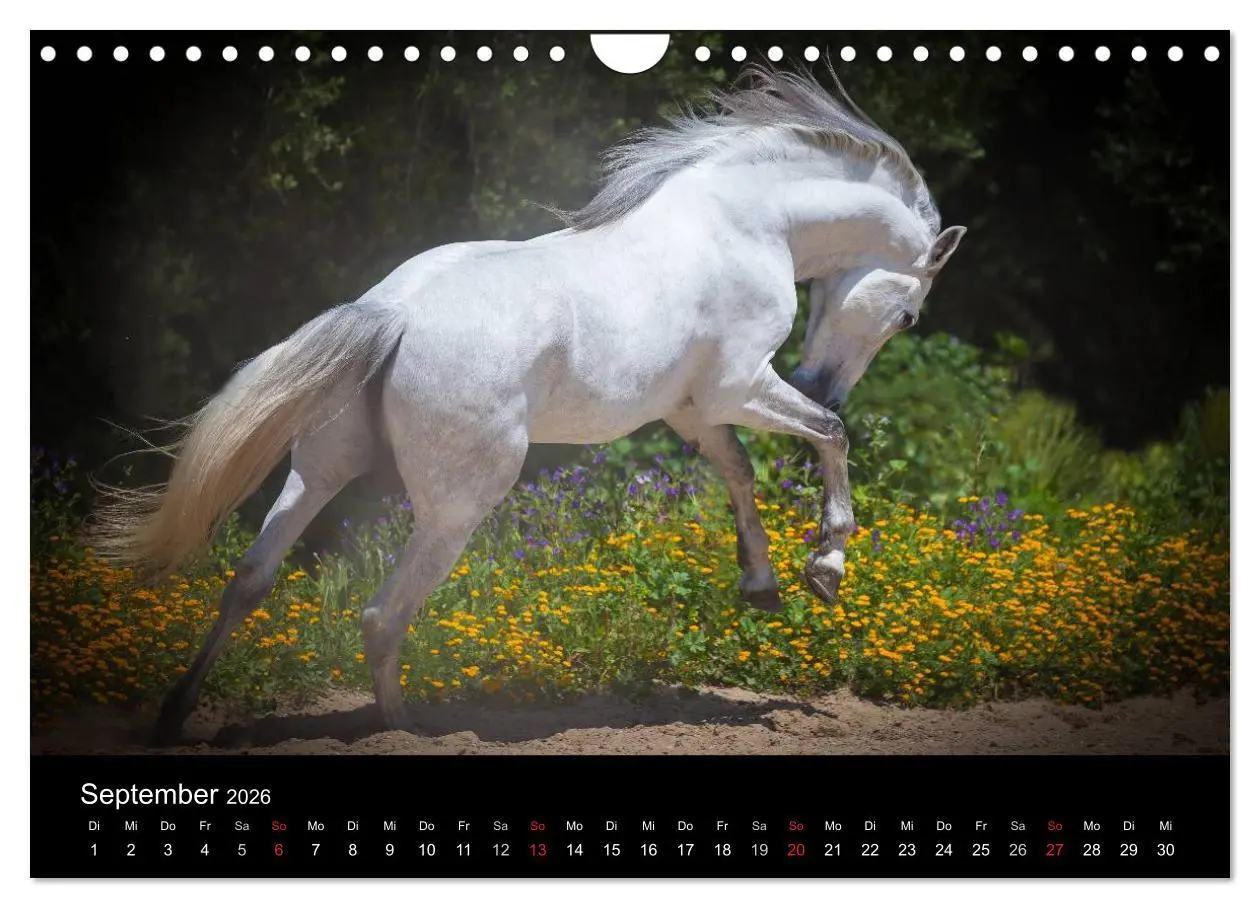 Bild: 9783516082517 | Spaniens stolze Pferde (Wandkalender 2026 DIN A4 quer), CALVENDO...