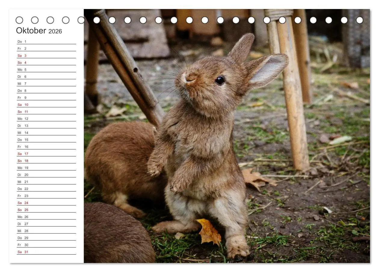 Bild: 9783457432617 | Eine glückliche Kaninchenfamilie (Tischkalender 2026 DIN A5 quer),...