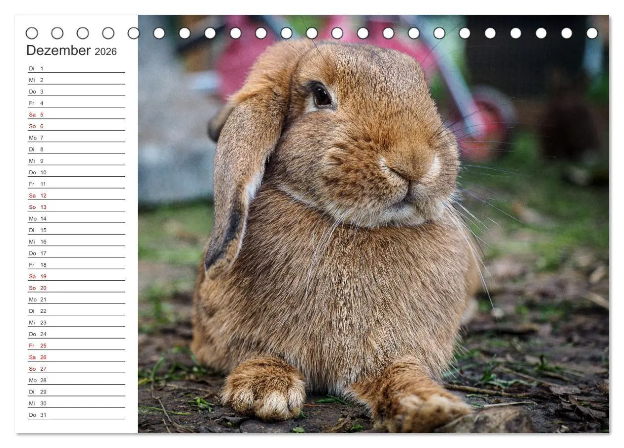 Bild: 9783457432617 | Eine glückliche Kaninchenfamilie (Tischkalender 2026 DIN A5 quer),...