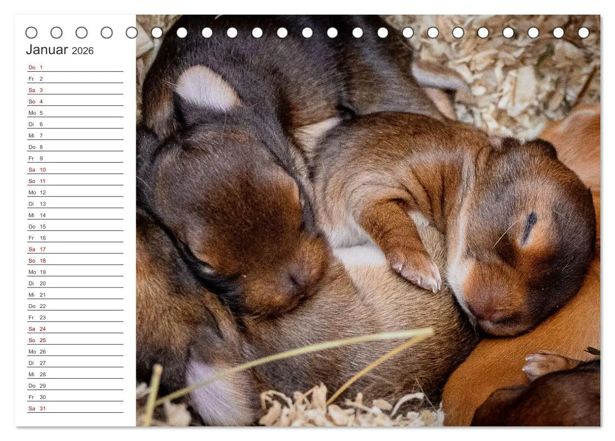 Bild: 9783457432617 | Eine glückliche Kaninchenfamilie (Tischkalender 2026 DIN A5 quer),...