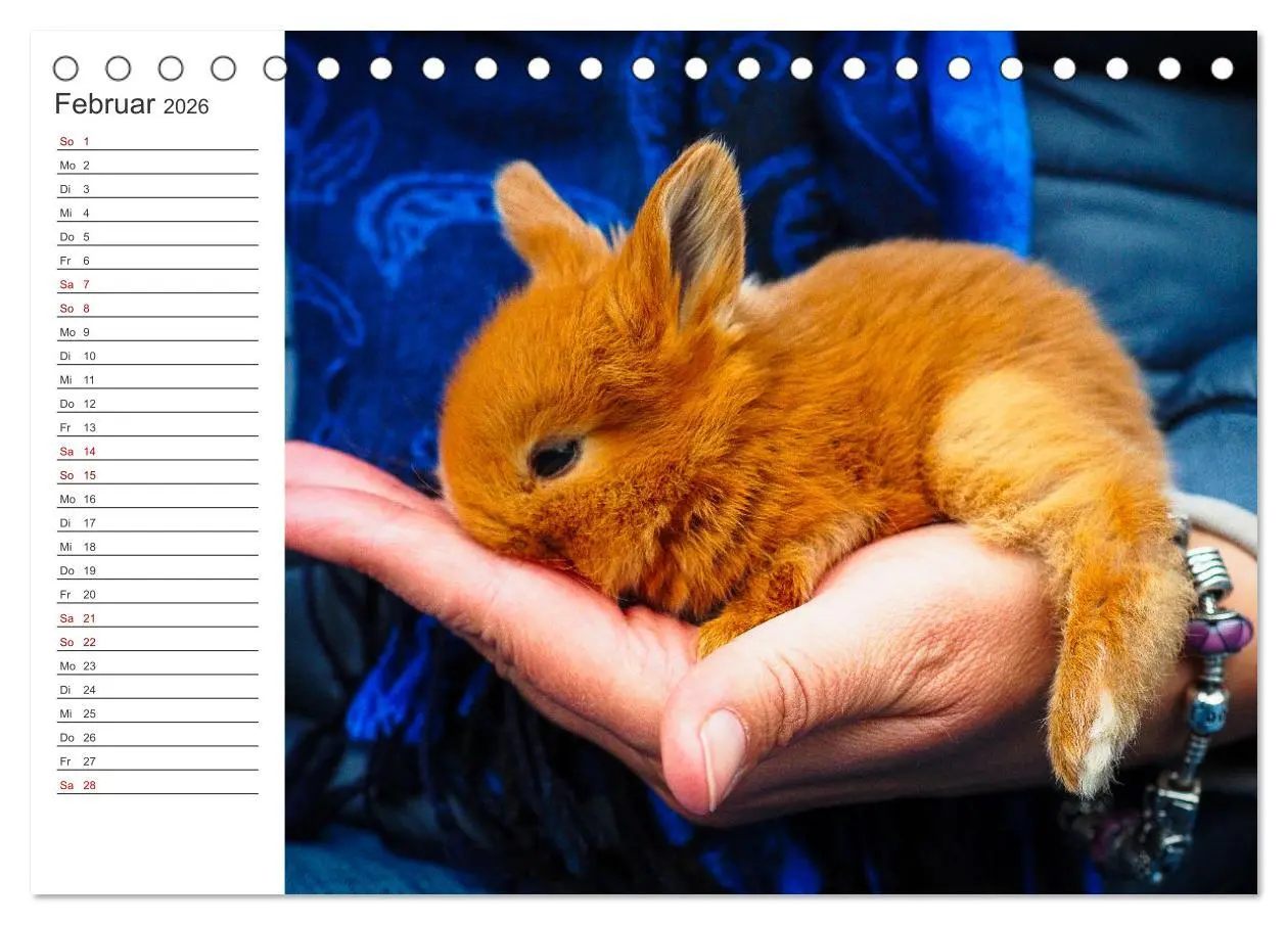 Bild: 9783457432617 | Eine glückliche Kaninchenfamilie (Tischkalender 2026 DIN A5 quer),...