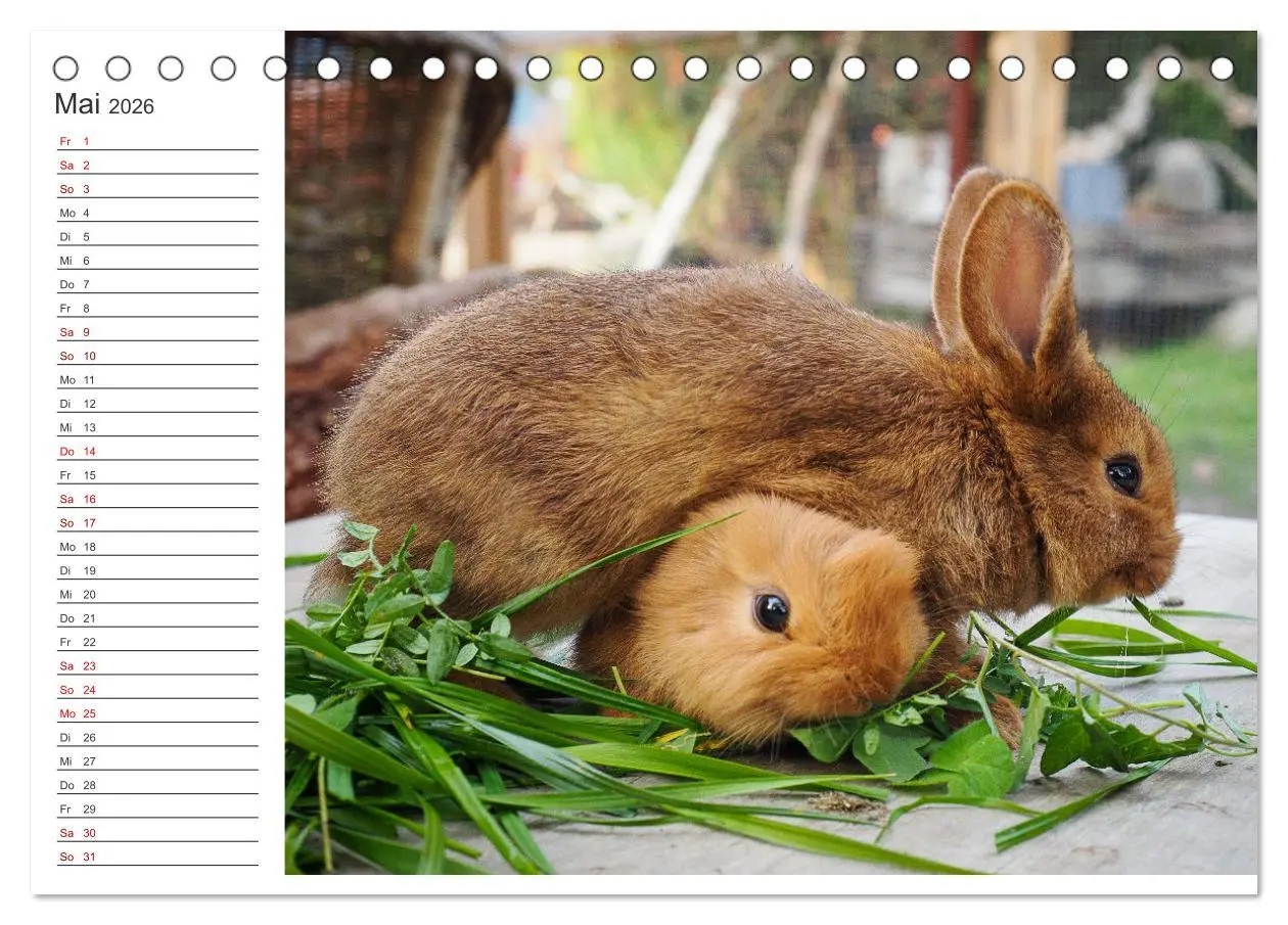 Bild: 9783457432617 | Eine glückliche Kaninchenfamilie (Tischkalender 2026 DIN A5 quer),...