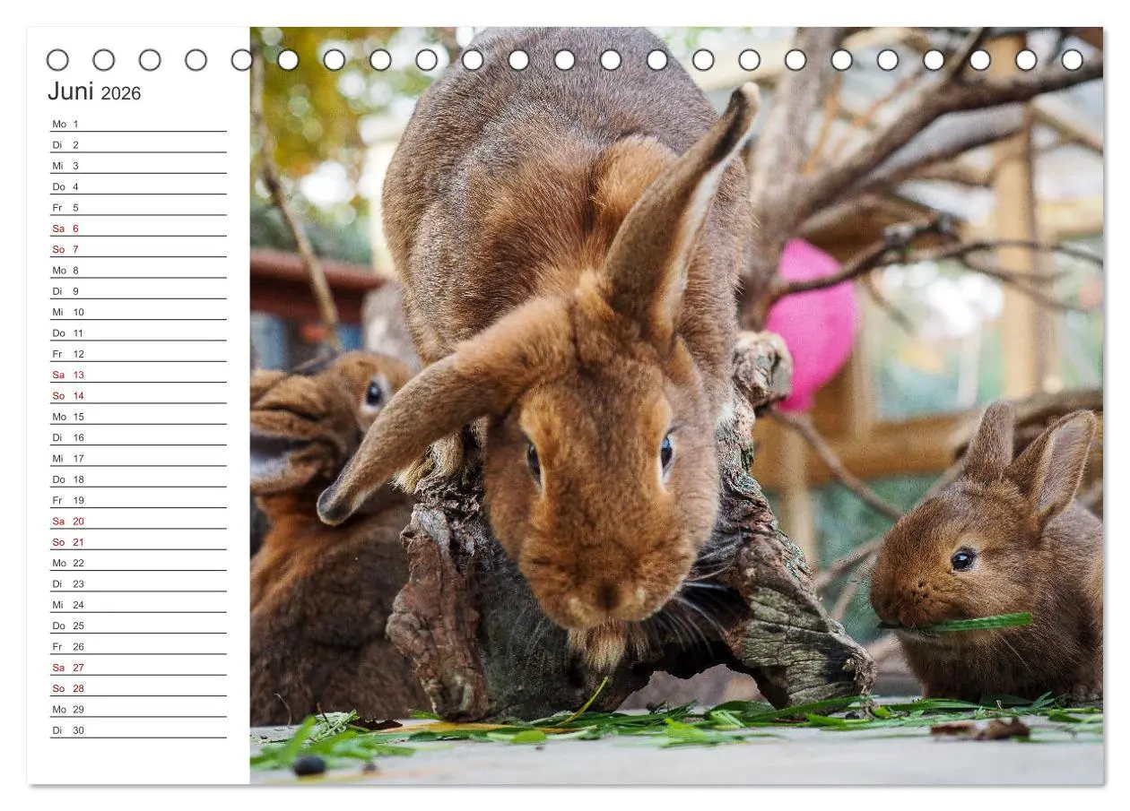 Bild: 9783457432617 | Eine glückliche Kaninchenfamilie (Tischkalender 2026 DIN A5 quer),...
