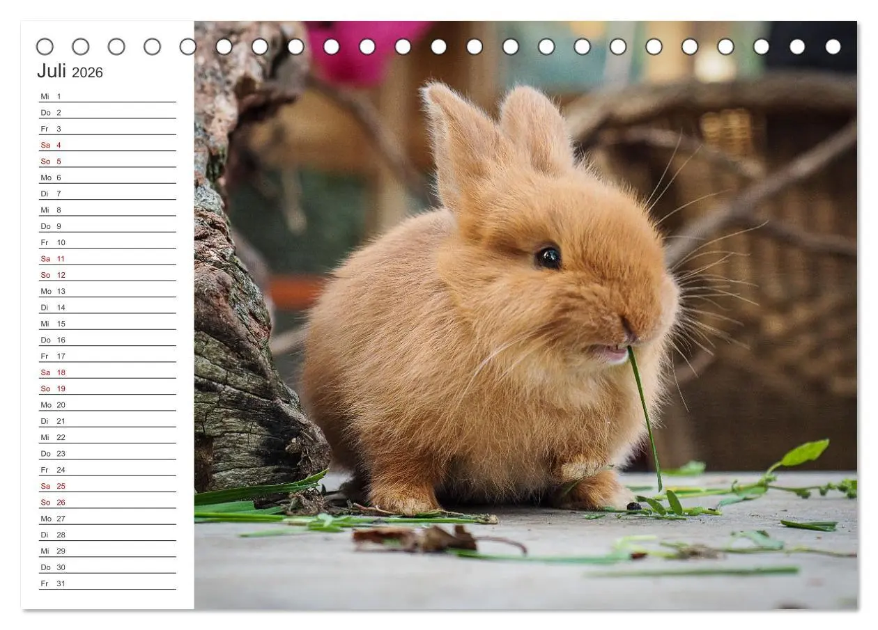 Bild: 9783457432617 | Eine glückliche Kaninchenfamilie (Tischkalender 2026 DIN A5 quer),...