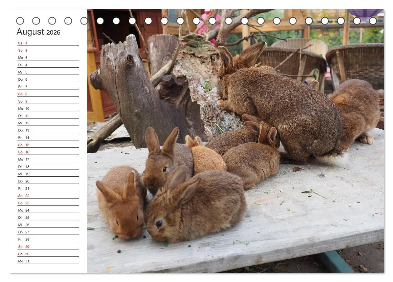 Bild: 9783457432617 | Eine glückliche Kaninchenfamilie (Tischkalender 2026 DIN A5 quer),...