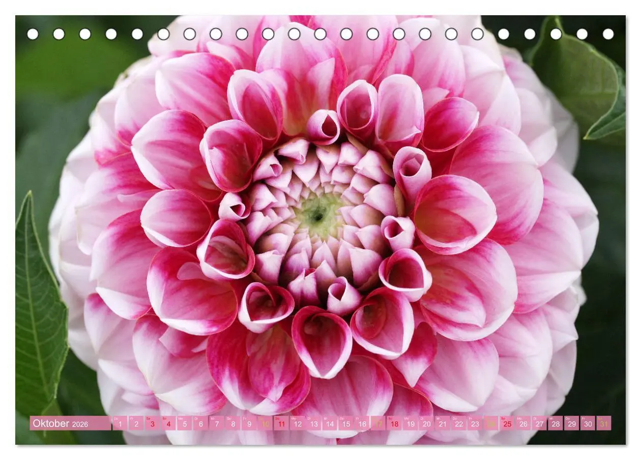 Bild: 9783457282717 | Blütenwunder - Mit Blumen durchs ganze Gartenjahr (Tischkalender...
