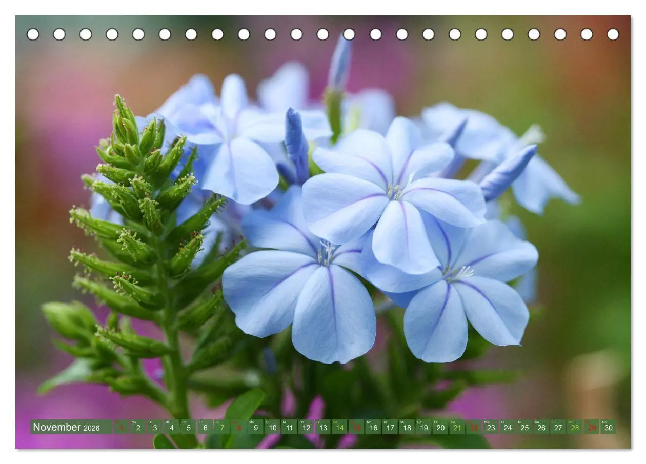 Bild: 9783457282717 | Blütenwunder - Mit Blumen durchs ganze Gartenjahr (Tischkalender...