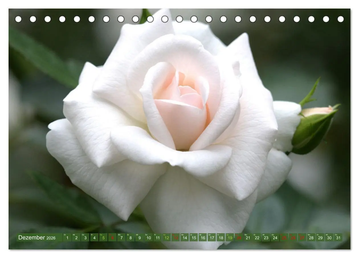 Bild: 9783457282717 | Blütenwunder - Mit Blumen durchs ganze Gartenjahr (Tischkalender...