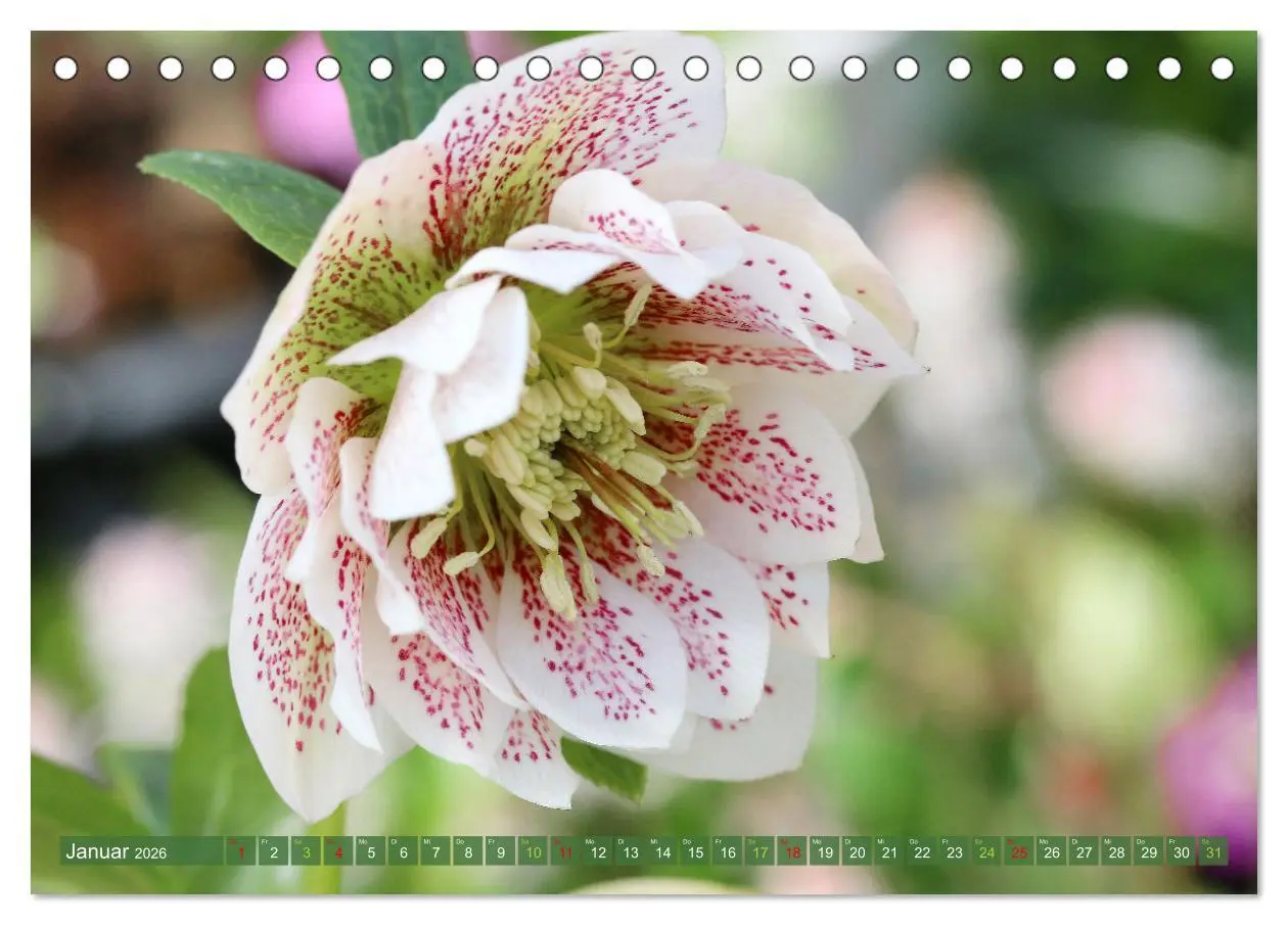 Bild: 9783457282717 | Blütenwunder - Mit Blumen durchs ganze Gartenjahr (Tischkalender...