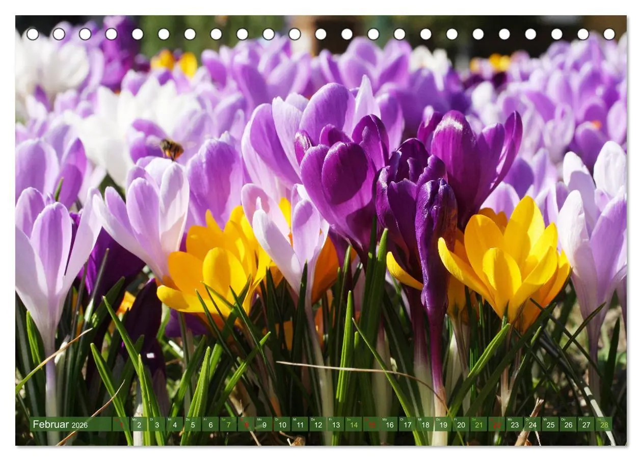 Bild: 9783457282717 | Blütenwunder - Mit Blumen durchs ganze Gartenjahr (Tischkalender...