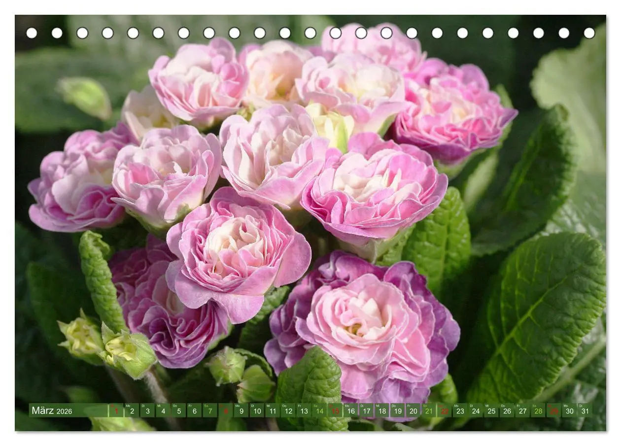 Bild: 9783457282717 | Blütenwunder - Mit Blumen durchs ganze Gartenjahr (Tischkalender...
