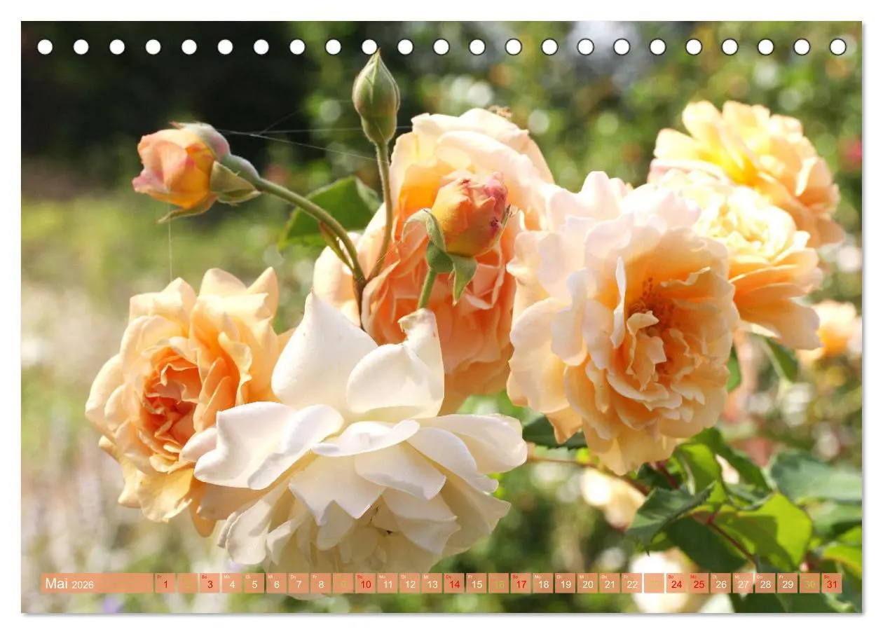 Bild: 9783457282717 | Blütenwunder - Mit Blumen durchs ganze Gartenjahr (Tischkalender...