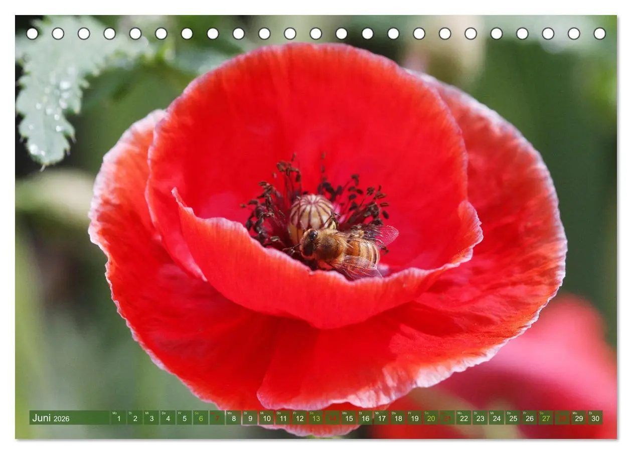 Bild: 9783457282717 | Blütenwunder - Mit Blumen durchs ganze Gartenjahr (Tischkalender...