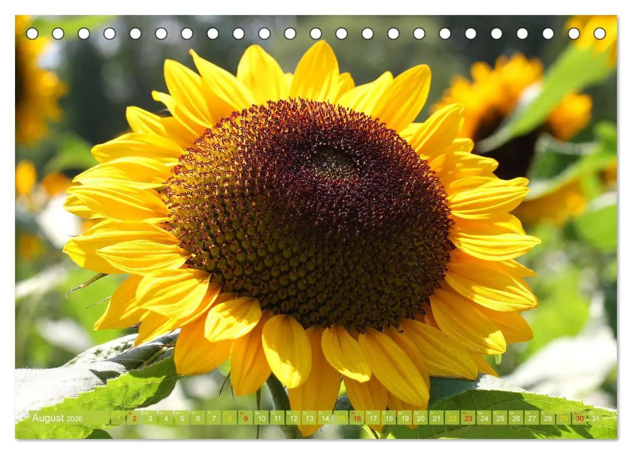 Bild: 9783457282717 | Blütenwunder - Mit Blumen durchs ganze Gartenjahr (Tischkalender...